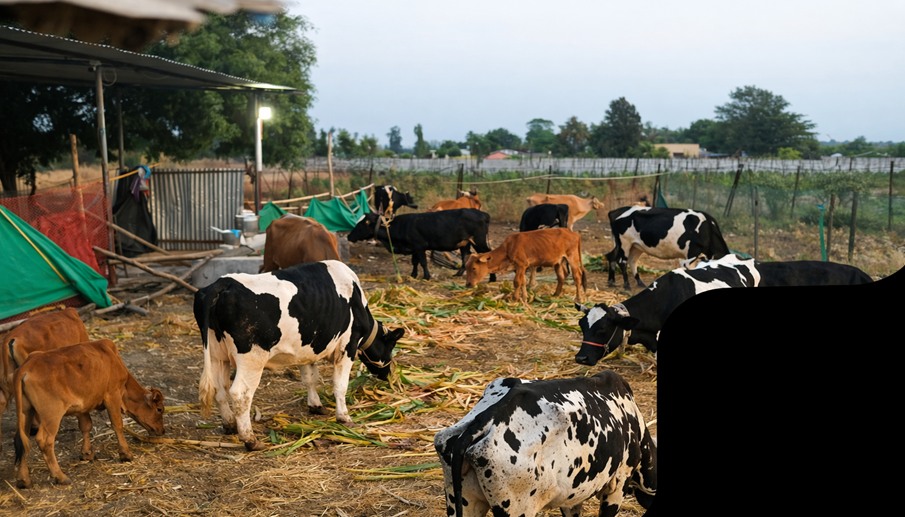 Cows sheltered with love and dignity
