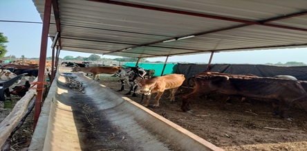 Cows sheltered with love and dignity