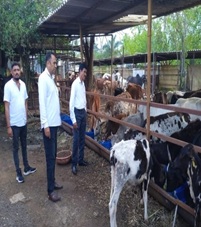 Cow herd in shelter