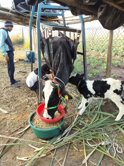 Cow welfare activities at Sodai Gaushala
